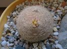 Mart. 2019: Mammillaria lasiacantha, locatie FR 758