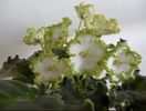 African-Violet-DN-Lorien-Russian-Ukrainian-variety-plant-in-BLOOM-just