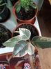 Ficus variegat