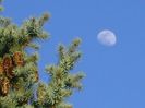 Luna in crestere in Leu