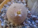 Mart. 2019: Mammillaria lasiacantha, locatie FR 758