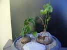 Dioscorea elephantipes