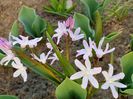 Chinodoxa forbesii Pink Giant