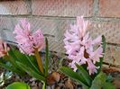 Zambile China Pink