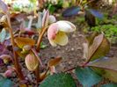 Helleborus Candy Love
