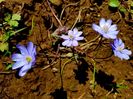 Hepatica