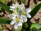 Puschinia Libanotica alba ?