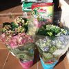 Hortensii Lidl