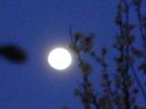 Luna in crestere in Leu