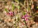 prunus tenella Fire Hill