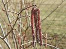 corylus Maxima Purpurea