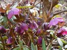 si mama helleborus