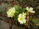 primula vulgaris