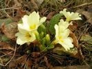 primula vulgaris