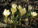 crocus Cream Beauty