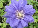 clematis_kiri_te_kanawa_10_4_18_large