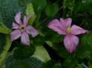 Clematis Kiri Te Kanawa