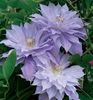 Clematis Mrs P.T. James