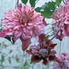 clematis-patricia-ann-fretwell-blooms