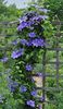 8203-clematis (1)