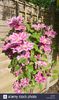clematis-nelly-moser-growing-against-a-fence-pink-flowers-hybrid-english-AR4BR7