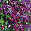clematis Sweet Summer Love