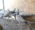 received_812044885805255