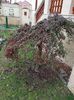 Cotoneaster 2019