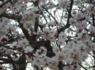 Echinocţiul de primăvară - Cais inflorit