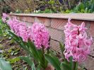 Pink Pearl