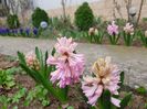 China Pink