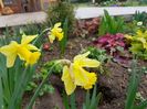Dafodillus