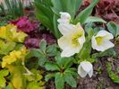 Helleborus Cristal snow