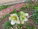 Helleborus orientalis Diana