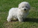 caniche toy - un perfect companion
