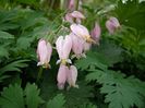 1024px-Dicentra_formosa_by_Danny_S._-_001