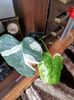 Vandut butas monstera deliciosa variegata 300 ron