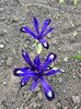 Irisi reticulata Blue Note