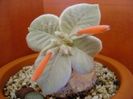 Sinningia leucotricha