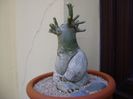 Adenium obesum