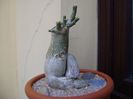 Adenium obesum