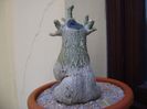 Adenium obesum