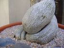 Adenium obesum