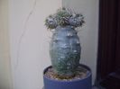 Pachyipodium brevicaule (altoit pe Pachypodium lamerei)