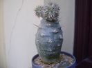 Pachyipodium brevicaule (altoit pe Pachypodium lamerei)