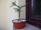 Euphorbia stenoclada & Euphorbia tubiglans