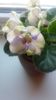 Ma`s Soap Bubbles