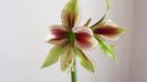 Hippeastrum papilio