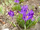 crocus Ruby Giant