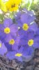 Primula si panselute